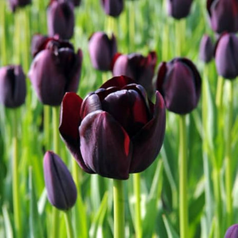 Flower Seeds, Seeds,Seeds For Planting,Plant Seeds