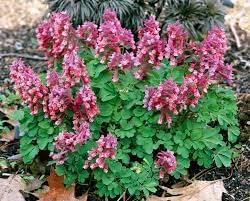 Corydalis Plant Seeds for Planting – Heirloom, Non-GMO, High Germination Organic Garden Seeds