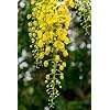 Yellow Wisteria Flower Seeds for Planting – Heirloom, Non-GMO, Organic Garden Seeds