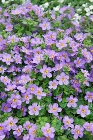 Flower Seeds, Seeds,Seeds For Planting,Plant Seeds