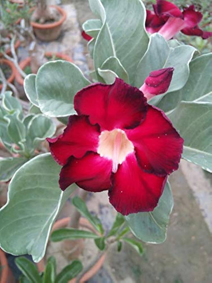 Deep Red Adenium Obesum Flower Seeds for Planting – Heirloom Non-GMO Organic Garden Seeds with High Germination