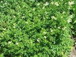 Flower Seeds, Seeds,Seeds For Planting,Plant Seeds