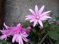 Hatiora Flower Seeds for Planting – Heirloom, Non-GMO, High Germination Organic Garden Seeds