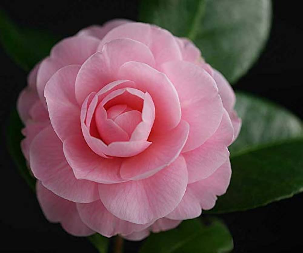 eighteen scholars flower seeds Camellia Flower seeds for Planting