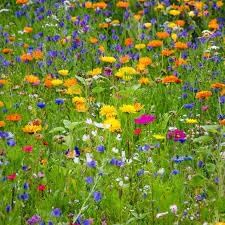 Meadow Flower Seeds for Planting – Vibrant Wildflower Mix for Gardens & Landscaping
