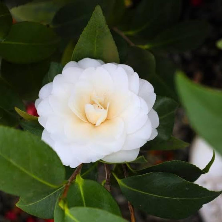 White Camellia Flower Seeds for Planting – Heirloom, Non-GMO, High Germination Organic Garden Seeds