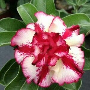 Flower Seeds, Seeds,Seeds For Planting,Plant Seeds