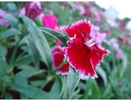 Flower Seeds, Seeds,Seeds For Planting,Plant Seeds