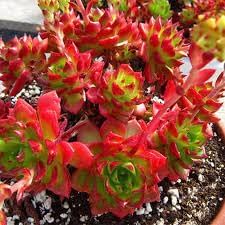 Flower Seeds, Seeds,Seeds For Planting,Plant Seeds