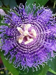 Flower Seeds, Seeds,Seeds For Planting,Plant Seeds