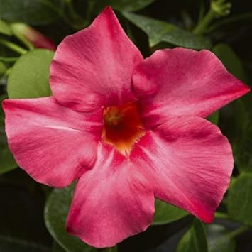 Flower Seeds, Seeds,Seeds For Planting,Plant Seeds
