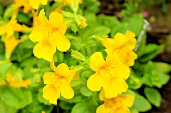 Yellow Mimulus Flower Seeds for Planting – Heirloom, Non-GMO, High Germination Organic Garden Seeds