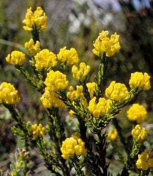 Flower Seeds, Seeds,Seeds For Planting,Plant Seeds