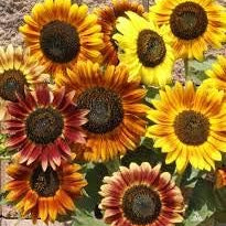 Flower Seeds, Seeds,Seeds For Planting,Plant Seeds