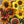 Flower Seeds, Seeds,Seeds For Planting,Plant Seeds