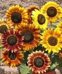 Flower Seeds, Seeds,Seeds For Planting,Plant Seeds