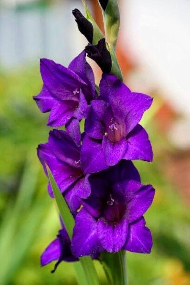 Dark Purple Gladiolus Flower Seeds for Planting – Heirloom, Non-GMO, Bright Blooms, High Germination