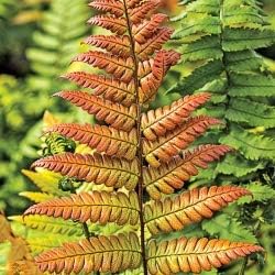 Flower Seeds, Seeds,Seeds For Planting,Plant Seeds