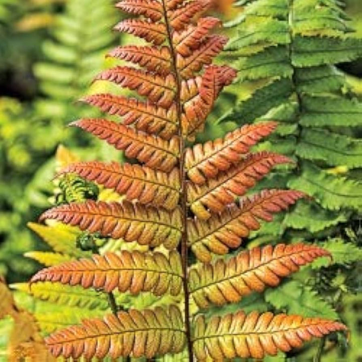 Red Yellow Fern for Planting – Heirloom Non-GMO Seeds for Planting | High Germination Organic Garden Seeds