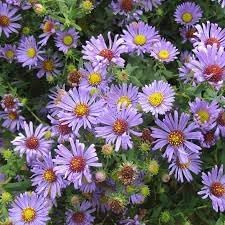 Flower Seeds, Seeds,Seeds For Planting,Plant Seeds