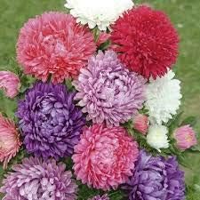 Flower Seeds, Seeds,Seeds For Planting,Plant Seeds