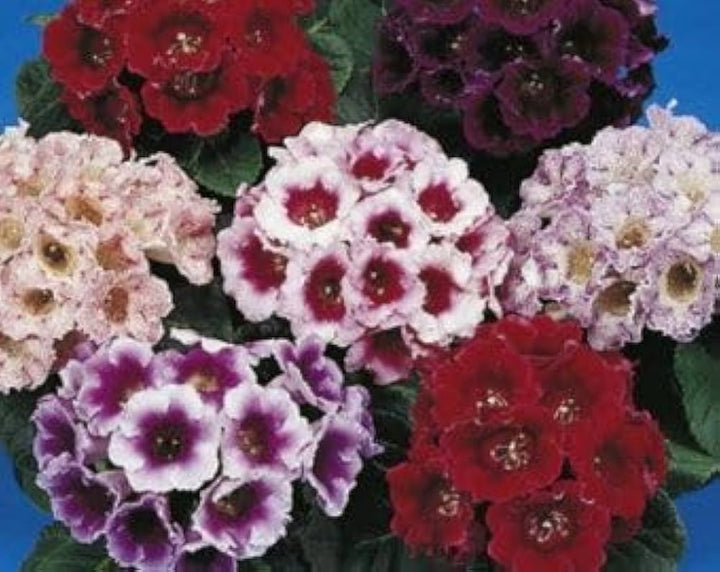 Multi Gloxinia Flower Seeds for Planting – Heirloom, Non-GMO, High Germination Organic Garden Seeds