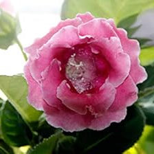 Flower Seeds, Seeds,Seeds For Planting,Plant Seeds