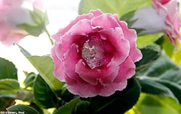 Flower Seeds, Seeds,Seeds For Planting,Plant Seeds