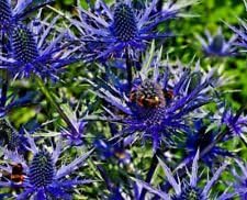 Flower Seeds, Seeds,Seeds For Planting,Plant Seeds
