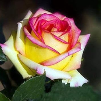 Flower Seeds, Seeds,Seeds For Planting,Plant Seeds