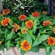Flower Seeds, Seeds,Seeds For Planting,Plant Seeds