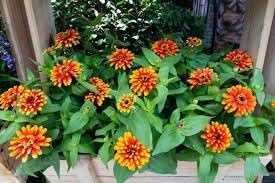 Flower Seeds, Seeds,Seeds For Planting,Plant Seeds