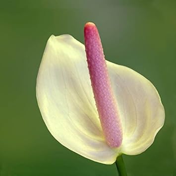 Flower Seeds, Seeds,Seeds For Planting,Plant Seeds