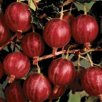 Earthechoseeds Hinnomaki Gooseberry Seeds - Thumbnail 2