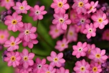 Flower Seeds, Seeds,Seeds For Planting,Plant Seeds