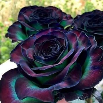 Flower Seeds, Seeds,Seeds For Planting,Plant Seeds