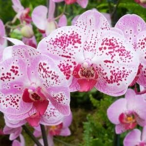 Flower Seeds, Seeds,Seeds For Planting,Plant Seeds