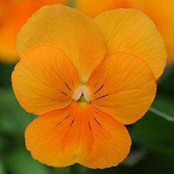 Flower Seeds, Seeds,Seeds For Planting,Plant Seeds
