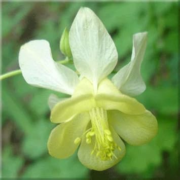 Flower Seeds, Seeds,Seeds For Planting,Plant Seeds