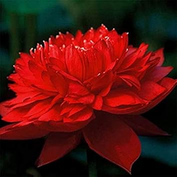 Flower Seeds, Seeds,Seeds For Planting,Plant Seeds