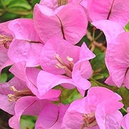 Flower Seeds, Seeds,Seeds For Planting,Plant Seeds
