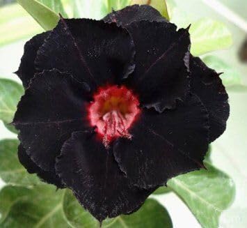 Black Gloxinia Flower Seeds for Planting – Heirloom, Non-GMO, Garden Favorite, High Germination