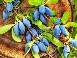 Fruit Seeds,Garden seeds, Seeds For Planting,Plant Seeds