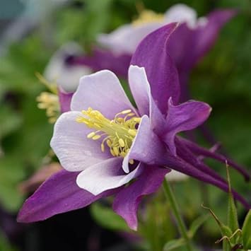 Flower Seeds, Seeds,Seeds For Planting,Plant Seeds