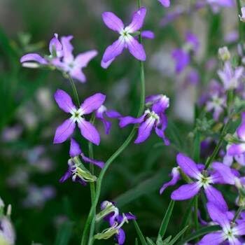 Flower Seeds, Seeds,Seeds For Planting,Plant Seeds