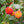 Fruit Seeds,Garden seeds, Seeds For Planting,Plant Seeds