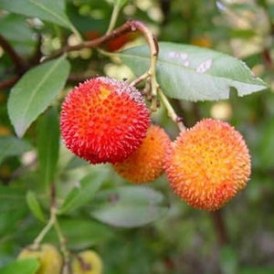 Fruit Seeds,Garden seeds, Seeds For Planting,Plant Seeds