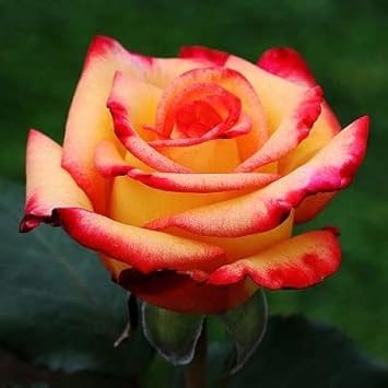 Flower Seeds, Seeds,Seeds For Planting,Plant Seeds