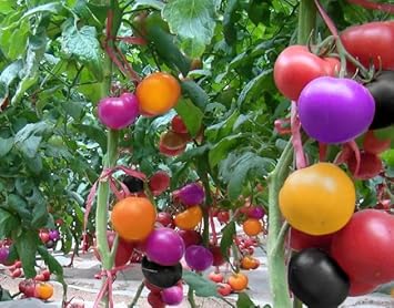 Vegetable Seeds,Garden seeds, Seeds For Planting,Plant Seeds