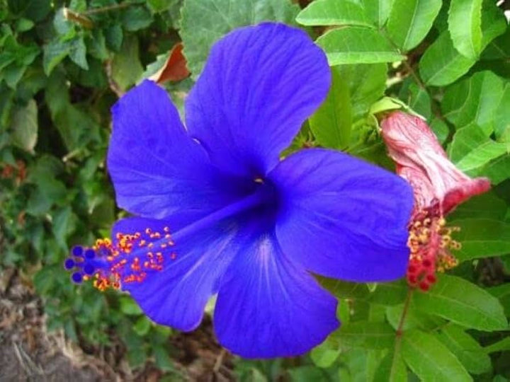 Flower Seeds, Seeds,Seeds For Planting,Plant Seeds